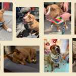 She Died with Dignity in my Arms